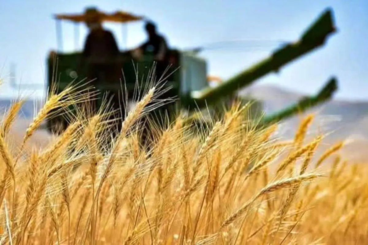 خرید بیش از ۱۷ هزار تن گندم از کشاورزان خرمشهری خرید بیش از ۱۷ هزار تن گندم از کشاورزان خرمشهری