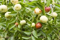 کاشت ۹۴ اصله نهال کنار هندی در شهرستان کارون