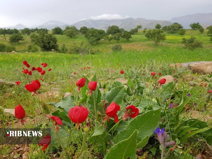 طبیعت بهاری در اندیکا